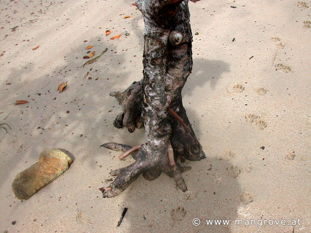 Rhizophora stylosa trunk